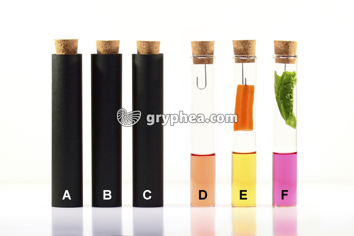 Echanges de gaz chez les végétaux - test au RC - conditions d'expérience (t = 12 h) - gryphea.org